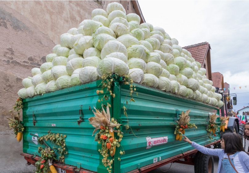 Remorque verte remplie de chou vert, décorée par des épis de mais et tractée par un tracteur